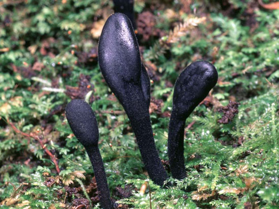 Black Earth Tongue:Trichoglossum hirsutum - Fungi species | sokos jishebi | სოკოს ჯიშები